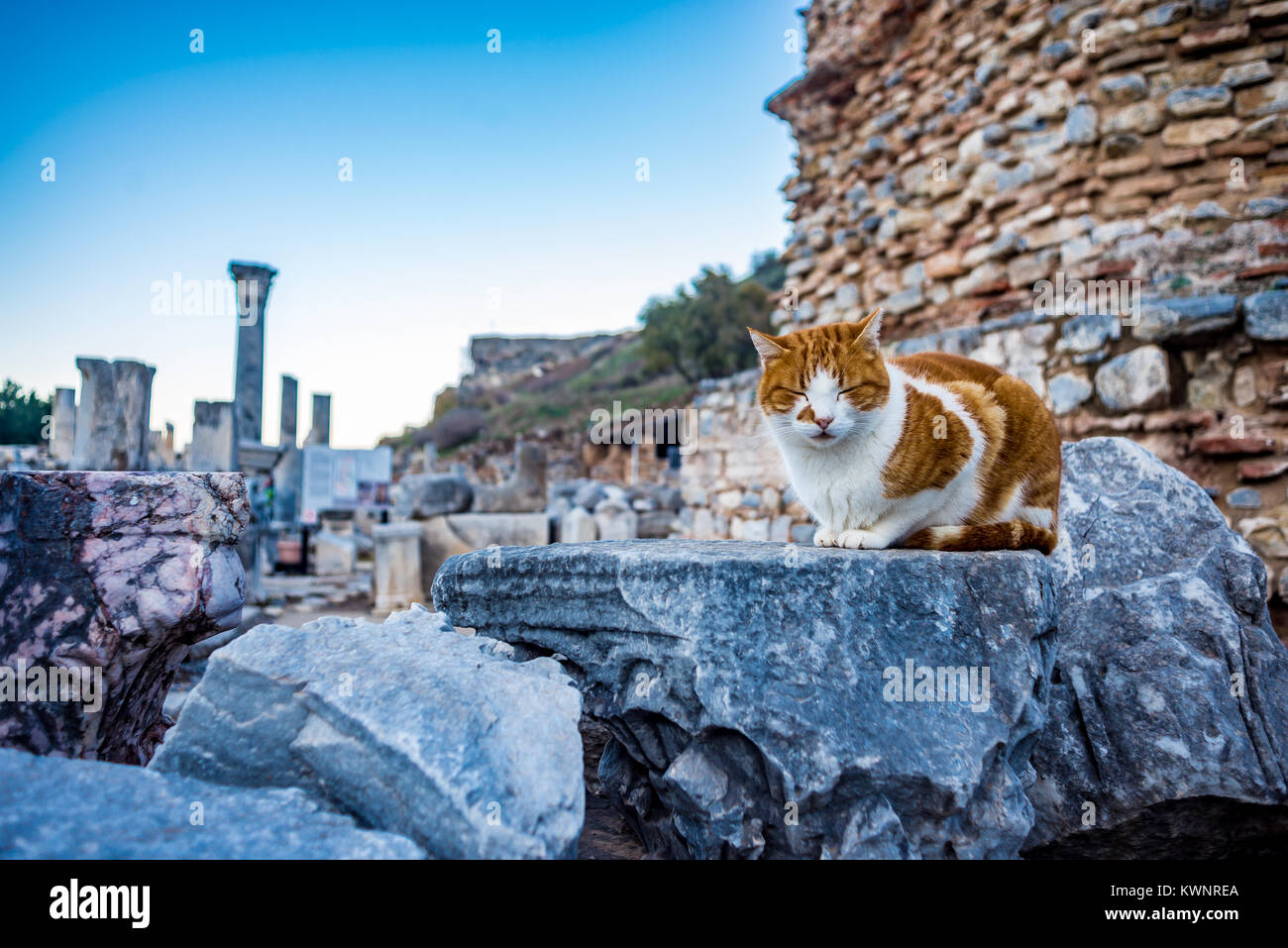 Katze sitzt auf den Ruinen von Ephesus antike Stadt Stockfoto