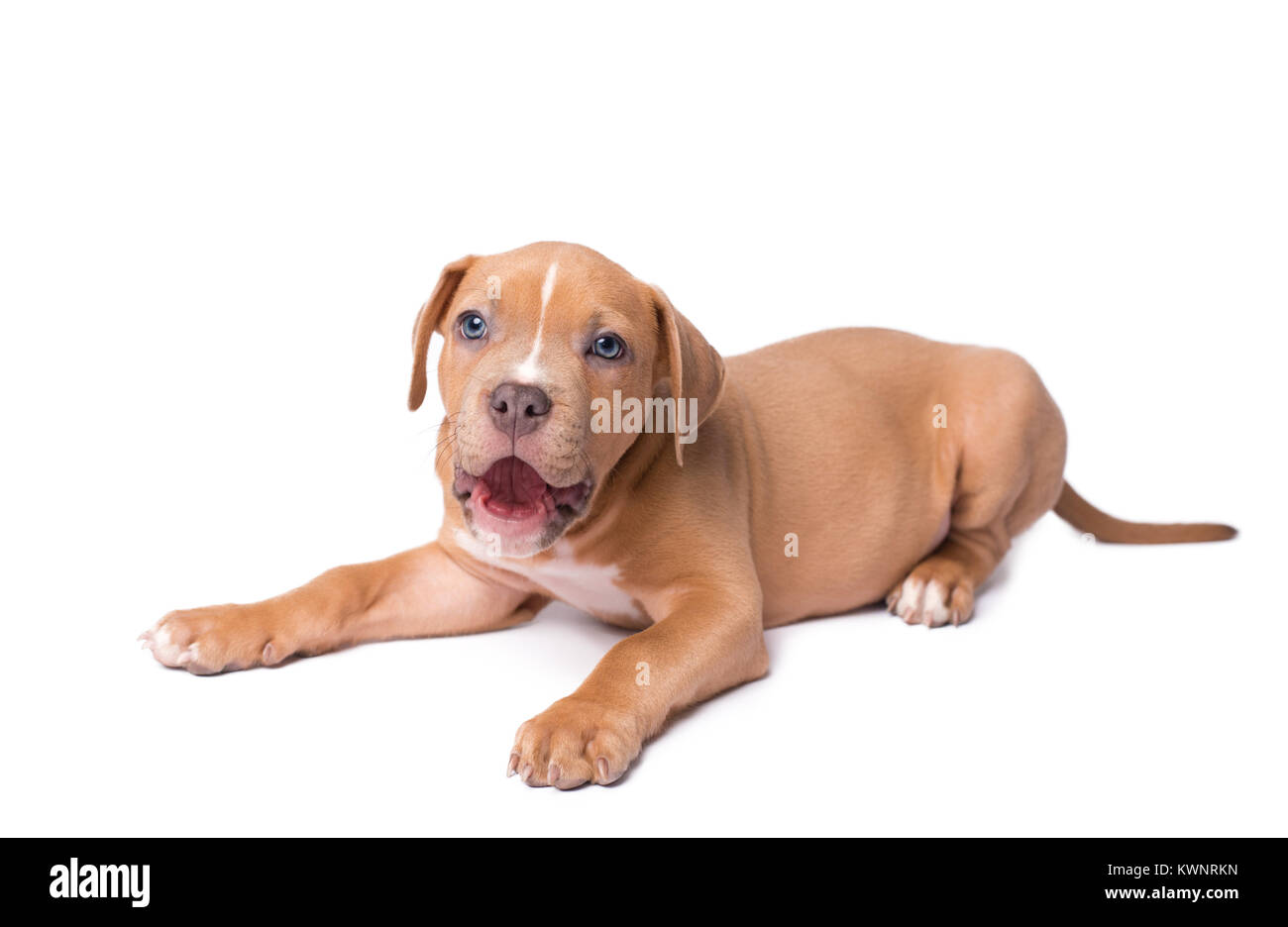 American Staffordshire Terrier auf weißem Hintergrund Stockfoto