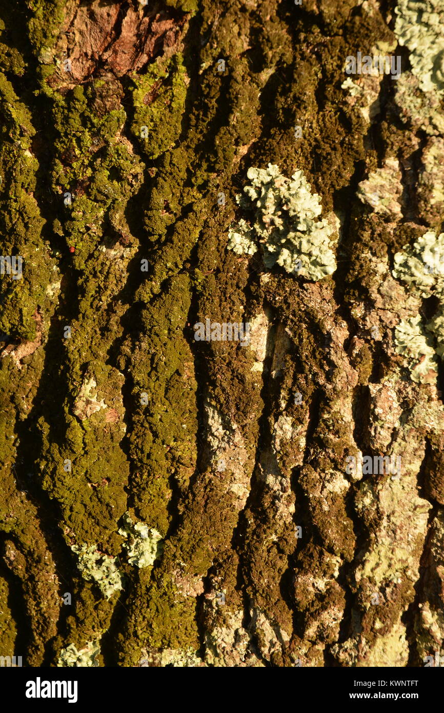 Baumrinde Stockfoto