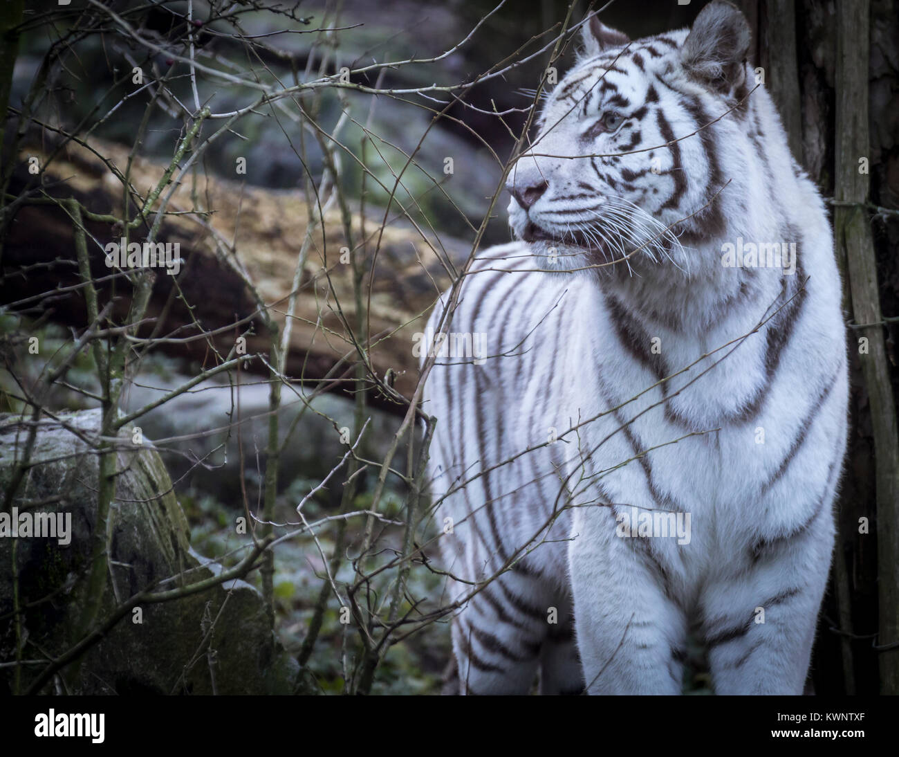 Bengal White Tiger Stockfoto