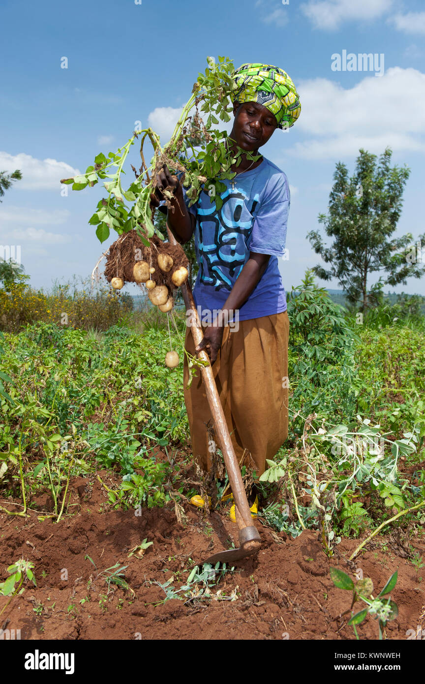 Landwirt hacken Kartoffelfeld in ländlichen Ruanda Stockfoto