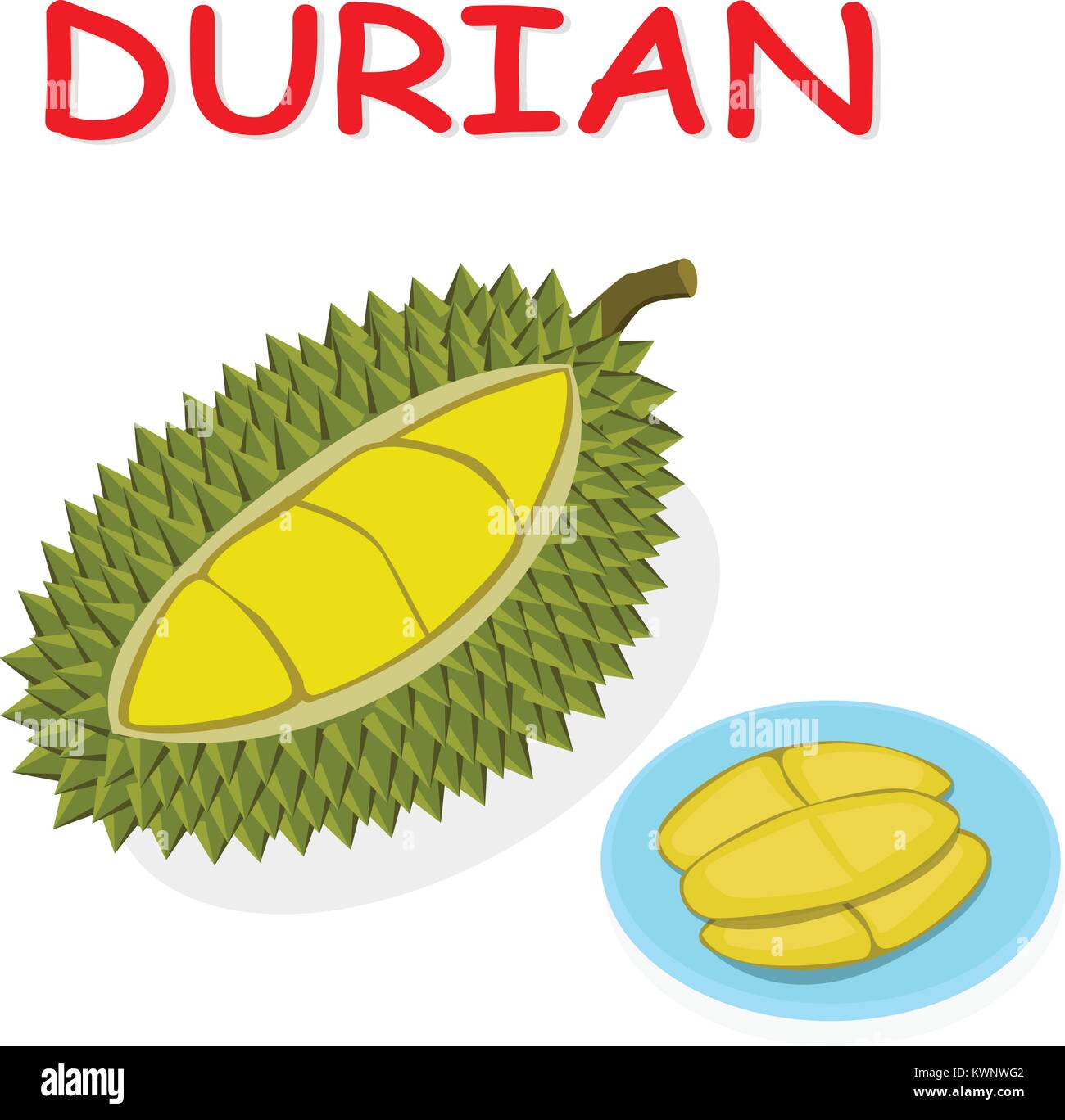 Frische Durian Frucht auf weißem Hintergrund, vektor design Stock Vektor