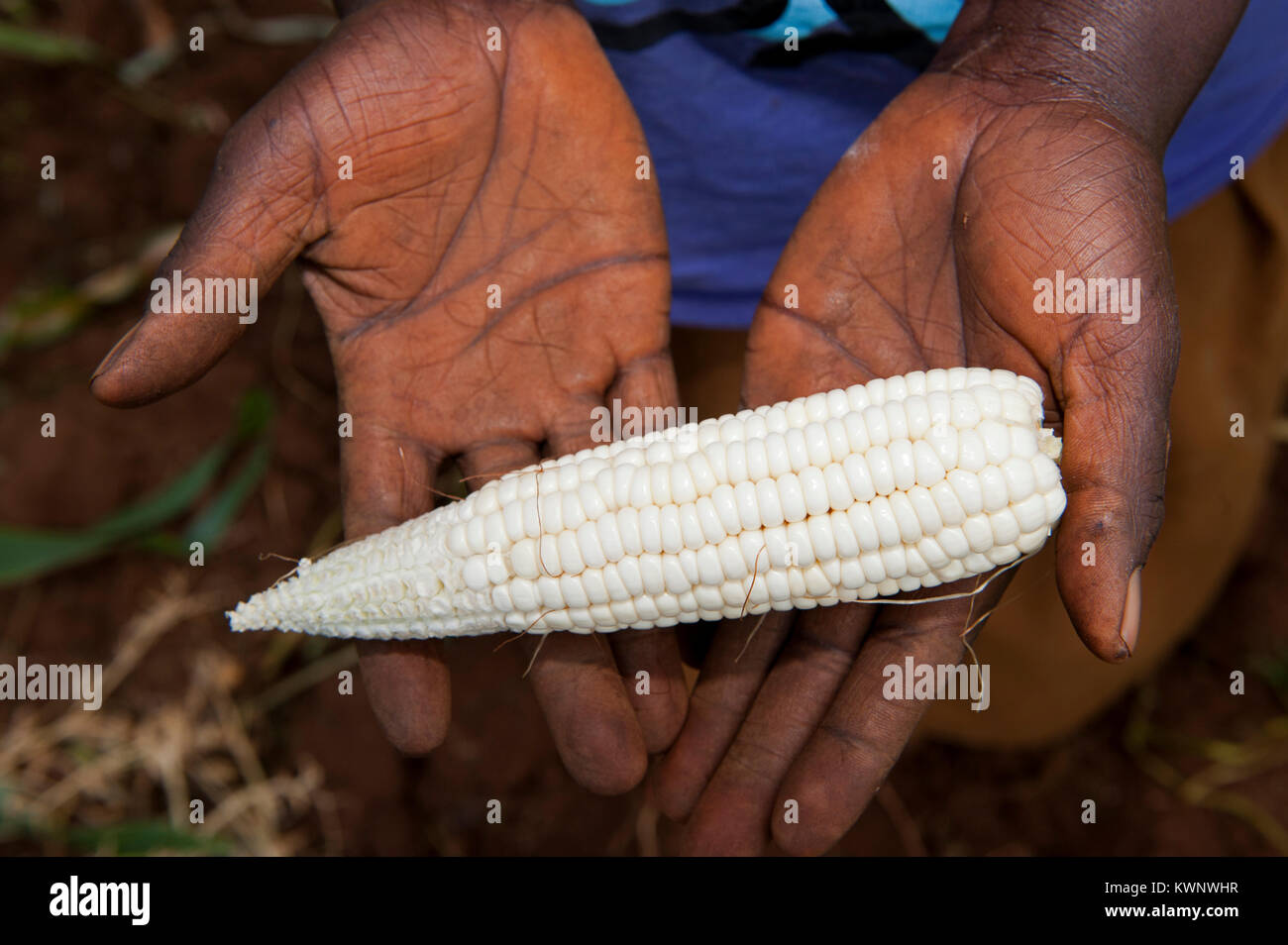 Erzeuger, Reife, gesunde, Maiskolben in Händen, Ruanda. Stockfoto