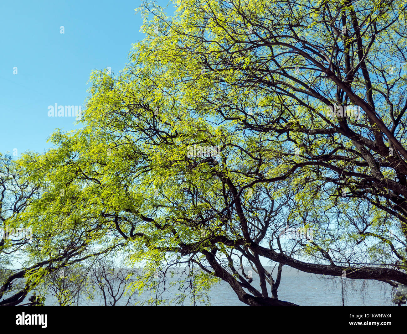 Äußere Frühling Blick auf frischen grünen Blättern Bäume am Aeroparque Jorge Newbery; Buenos Aires, Argentinien Stockfoto
