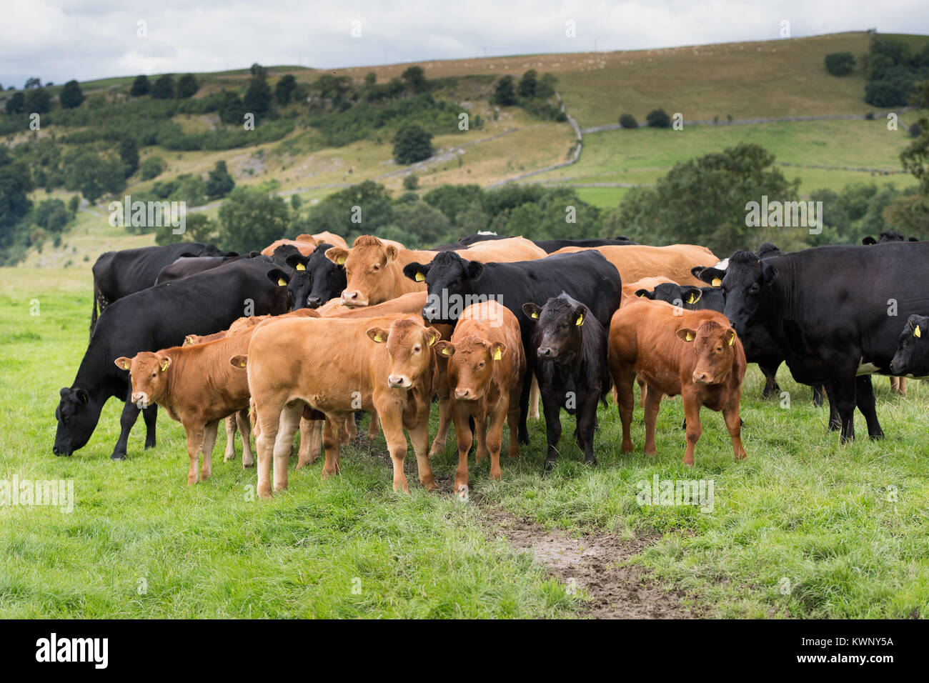 Herde von gewerblichen Fleischerzeugung gehaltenen Rinder mit Limousin gezeugt Kälber, die in den Yorkshire Dales, UK. Stockfoto