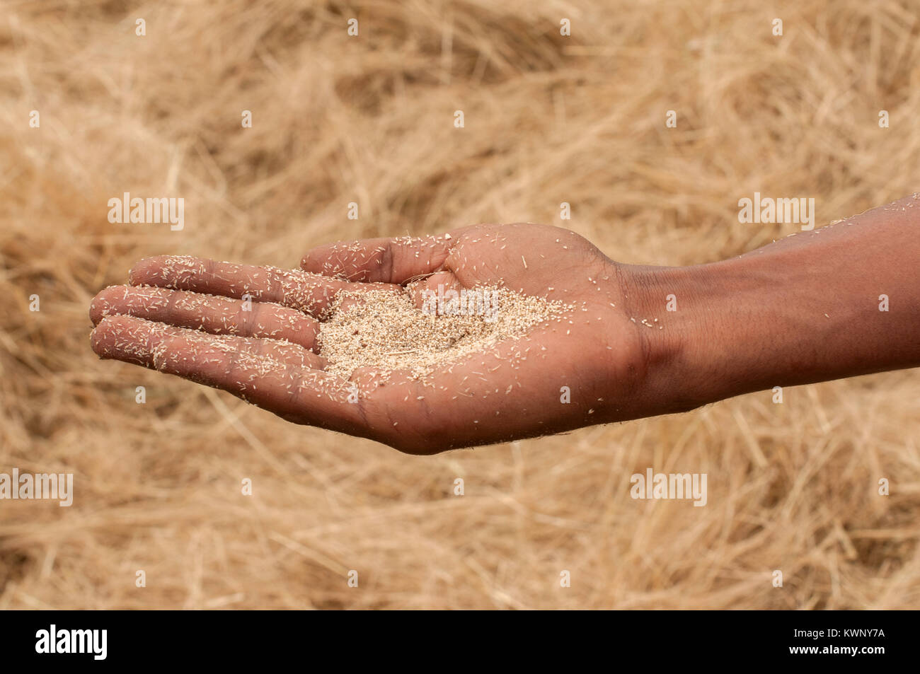 Eine Hand voll von Teff Samen nach der Ernte in Äthiopien. Stockfoto