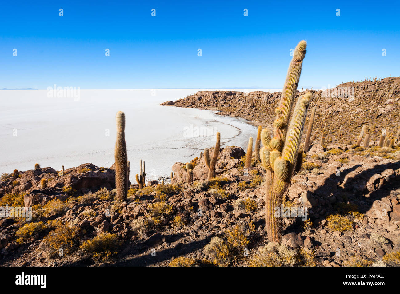 Sehr groe Kakteen im Cactus Island, Salar de Uyuni (Salzsee) in der Nhe  von Uyuni, Bolivien Stockfotografie - Alamy