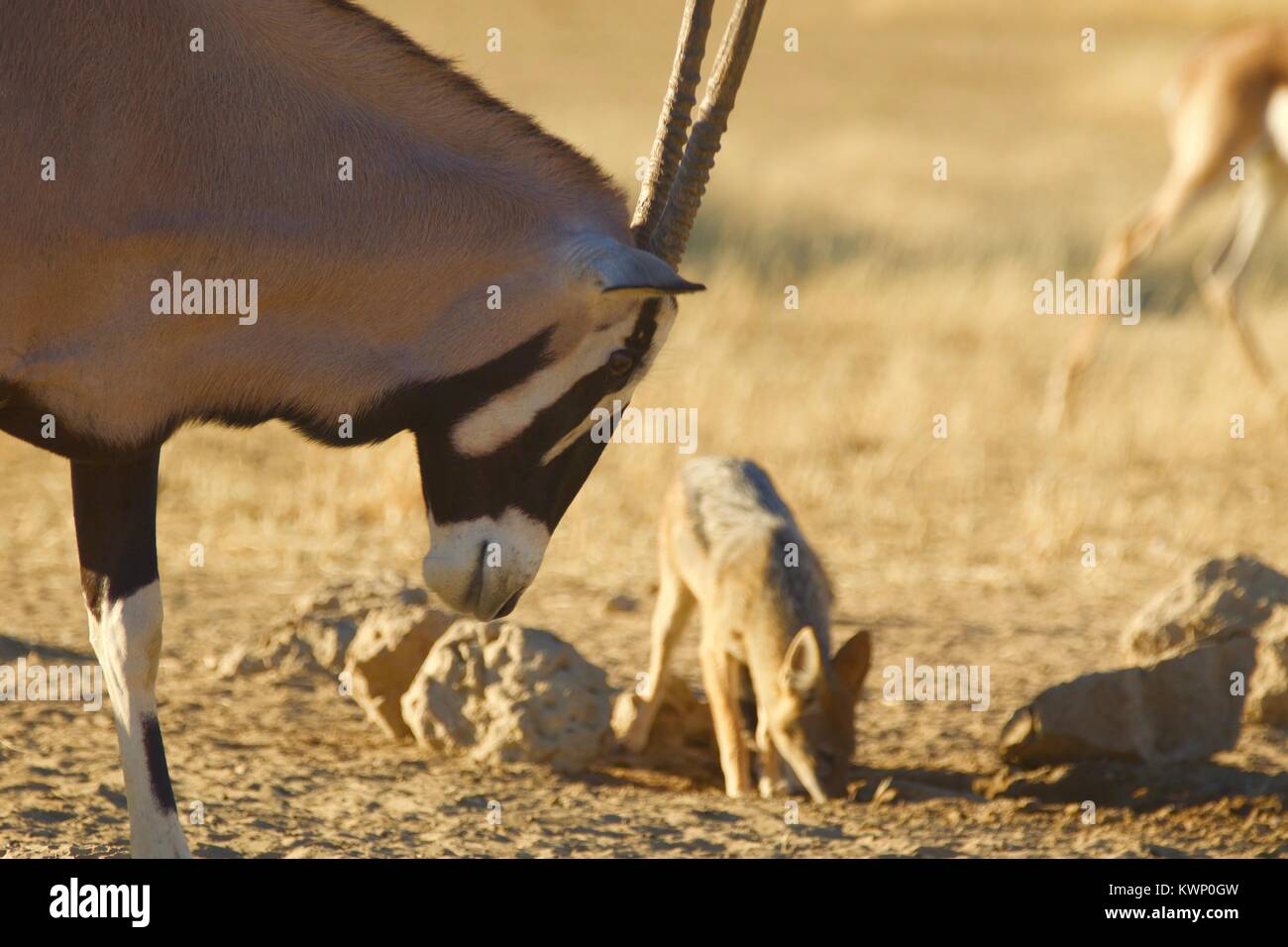 Tiere auf Safari Stockfoto