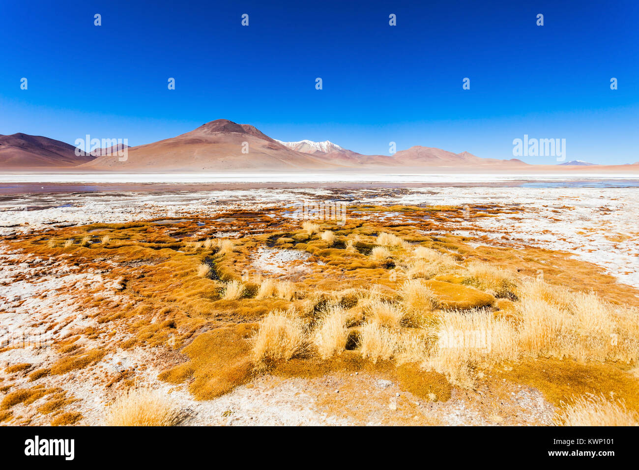Laguna Honda ist ein Salzsee in den Altiplano von Bolivien Stockfoto