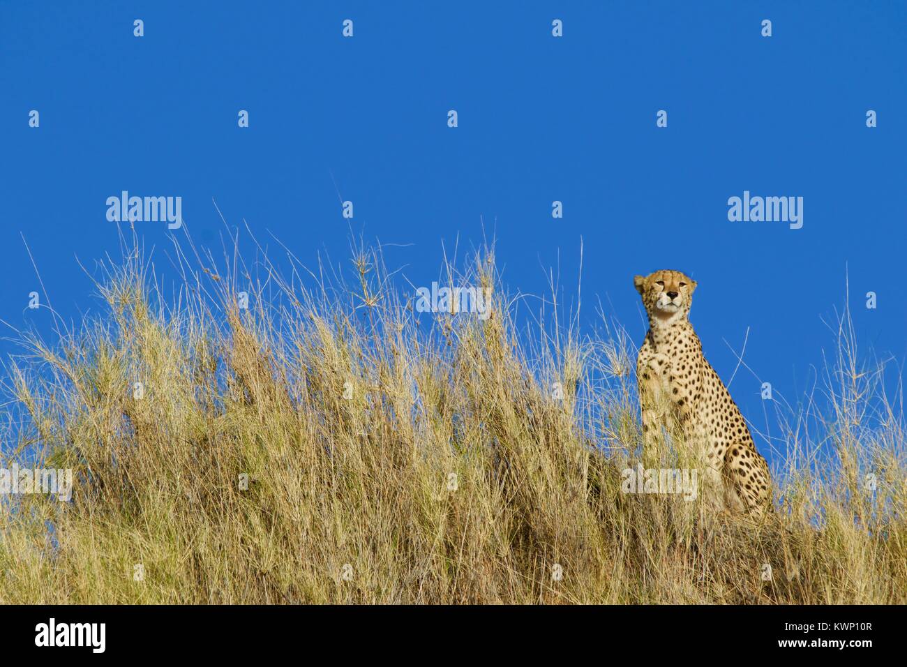 Geparden auf den Ebenen von Afrika Stockfoto