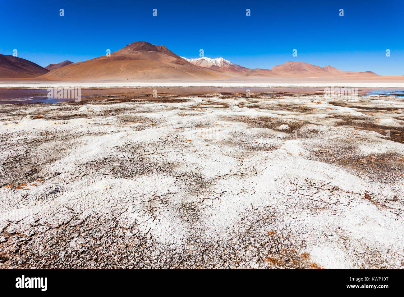 Laguna Honda ist ein Salzsee in den Altiplano von Bolivien Stockfoto