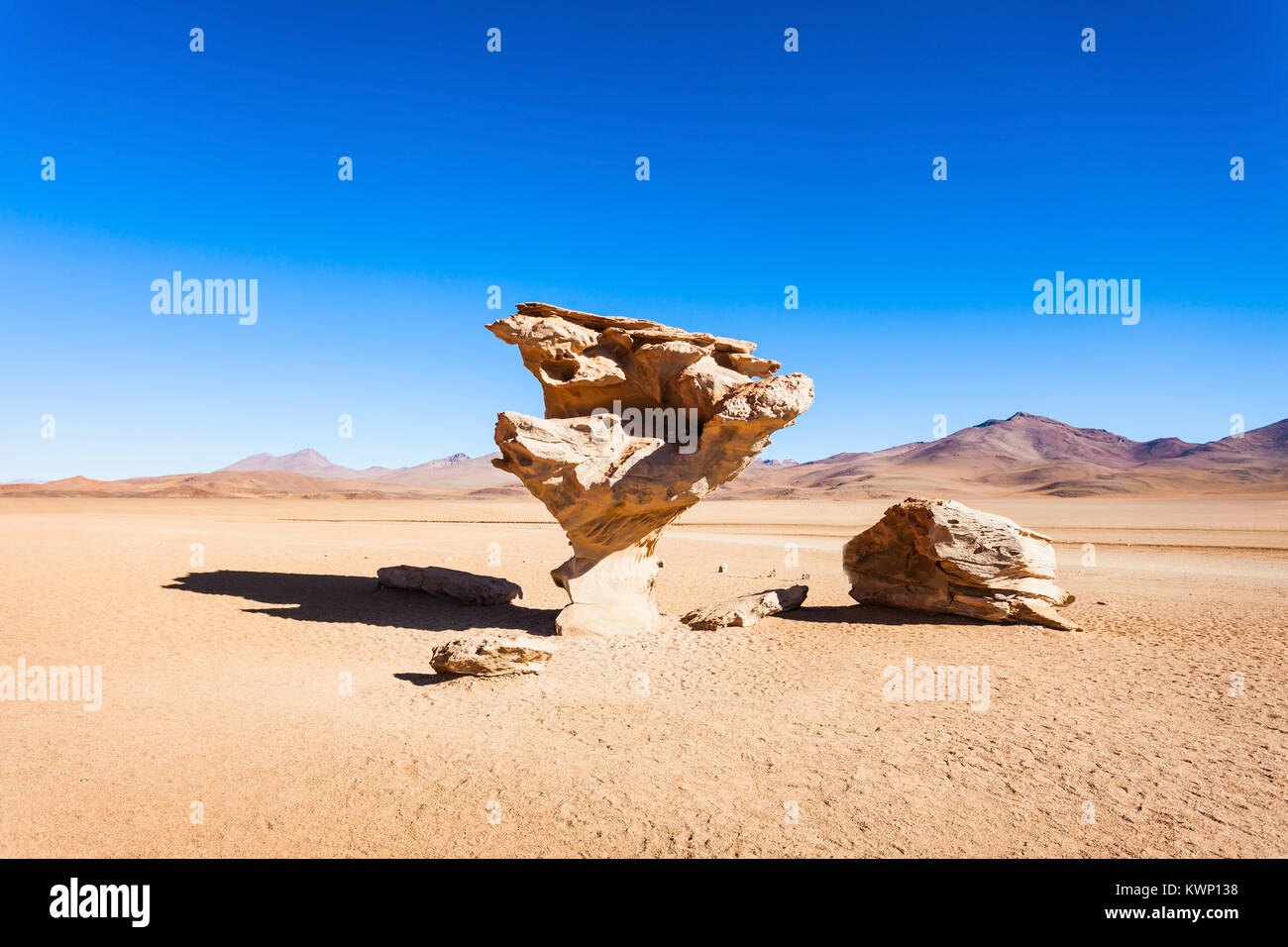 Stein Baum ist ein Naturdenkmal im Altiplano von Bolivien Stockfoto