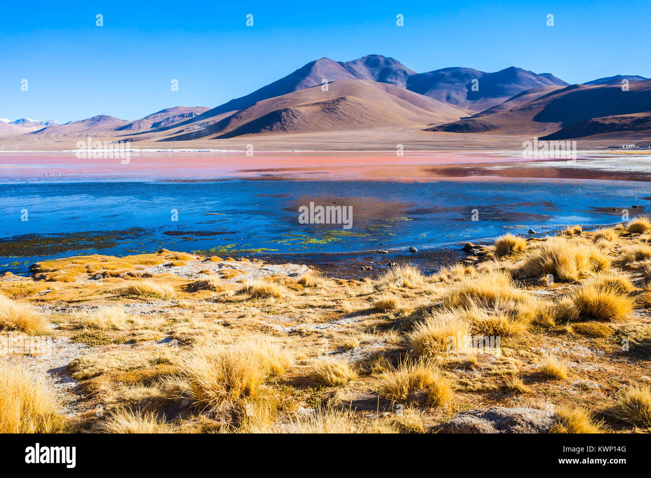 Laguna Colorada (Roter See) ist ein salzsee im Altiplano von Bolivien Stockfoto