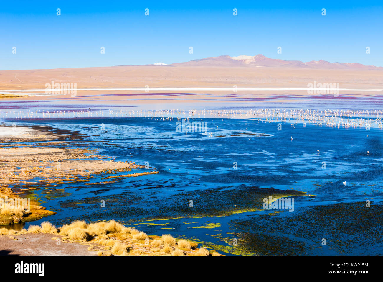 Laguna Colorada (Roter See) ist ein salzsee im Altiplano von Bolivien Stockfoto