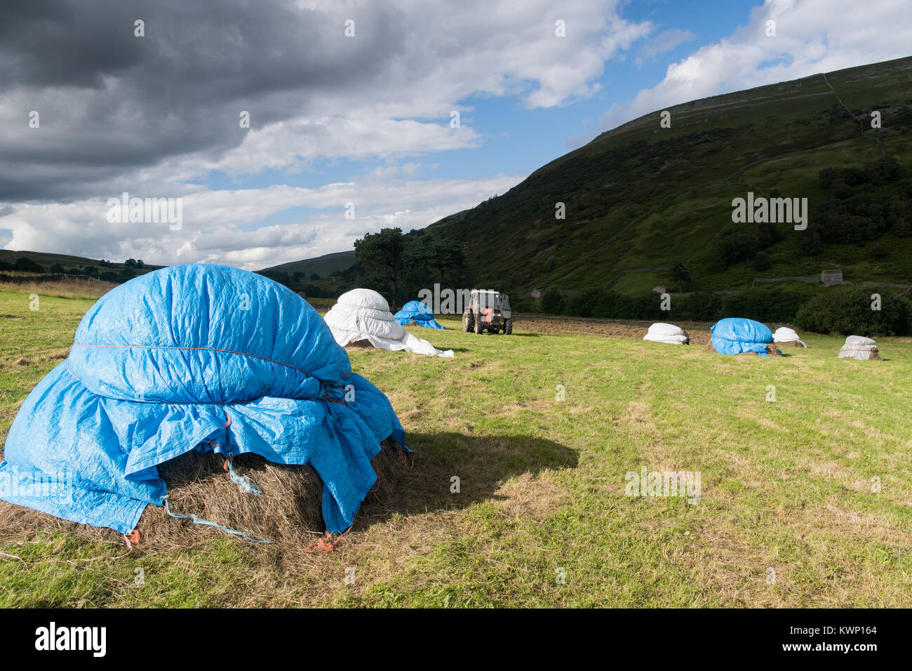 Heuernte im oberen Swaledale in traditioneller Weise, 'Piking', die Heu- und schützt Sie vor dem Wetter und Ernte, wenn vollständig trocknen. Yorkshire Dal Stockfoto
