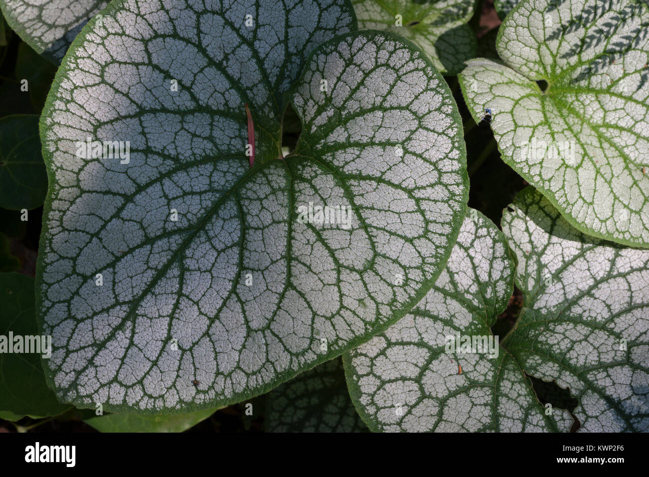 Heartleaf Brunnera Blätter Stockfoto