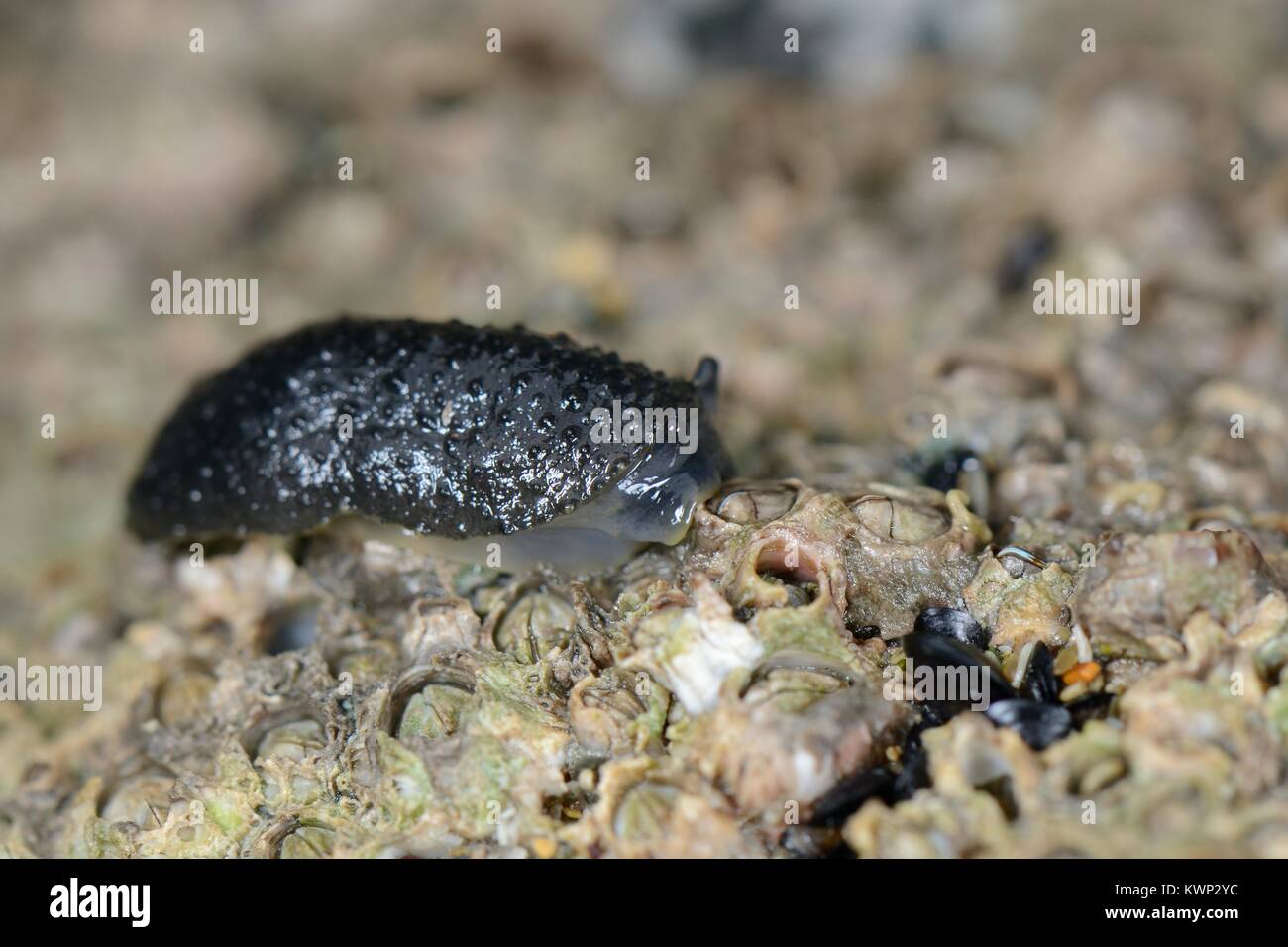 Celtic Sea Slug (Onchidella celtica) Kriechen über rankenfußkrebse befestigt auf einer niedrigen Spring Tide, Cornwall, UK, April bis Rock ausgesetzt. Stockfoto
