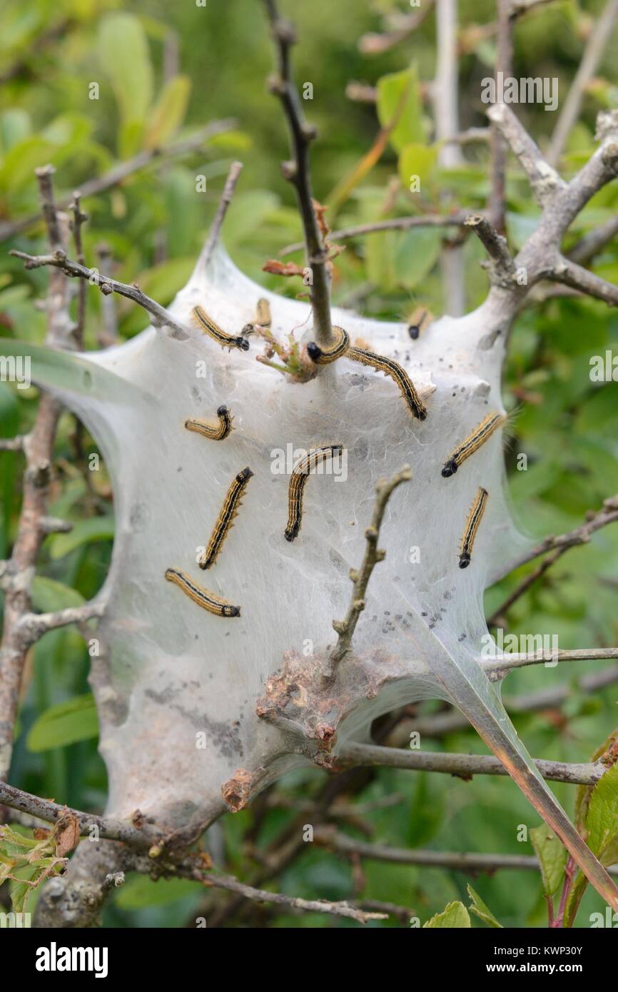 Lakai Motte (Malacosoma eulengattung) Raupen auf Seide Zelt auf Wunsch eine Bush Sie entblättern, Cornwall, UK, April. Stockfoto