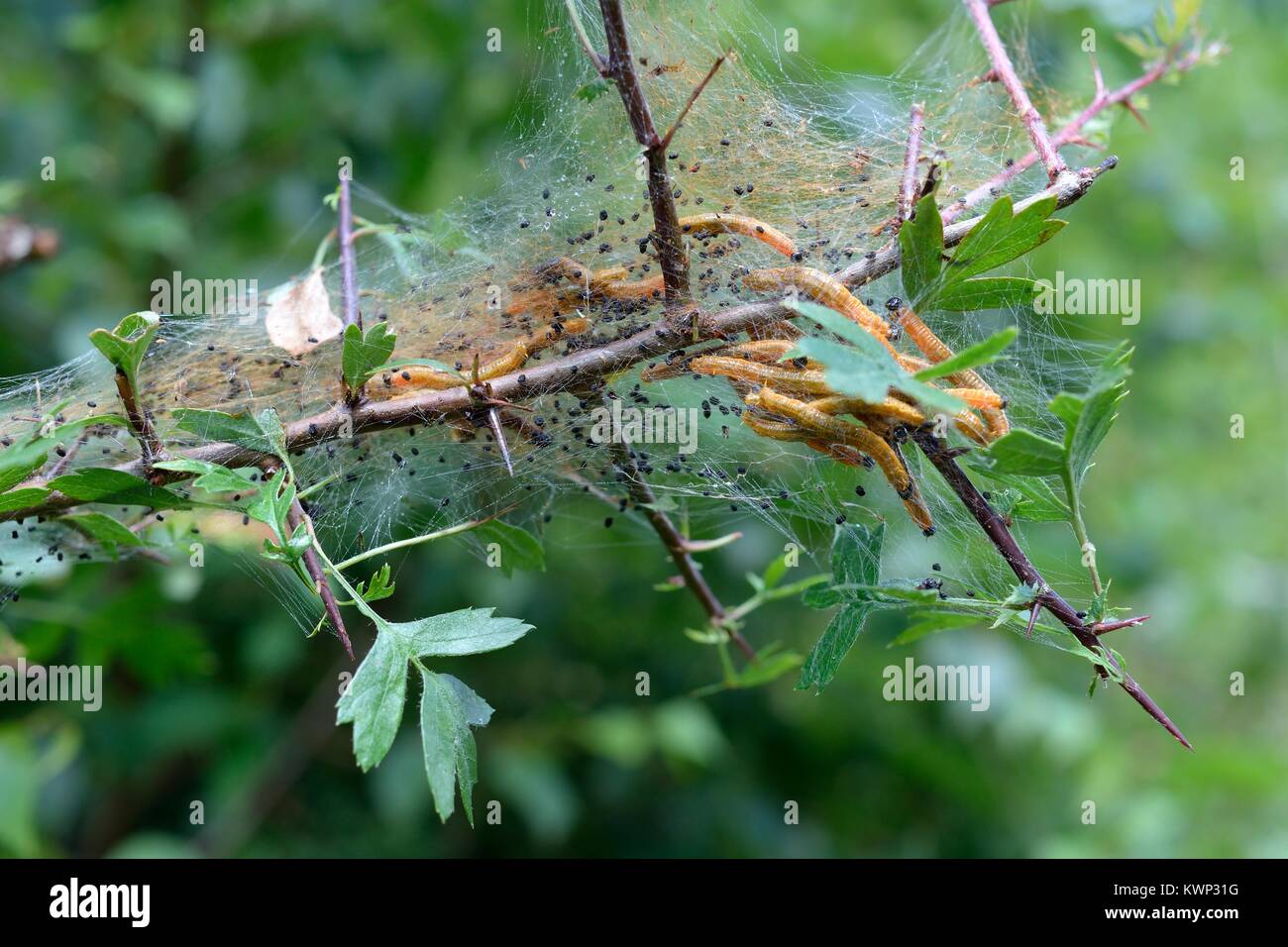 Gruppe von Sozialen Birne sawfly (Neurotoma saltuum) Larven die Fütterung innerhalb von Seide Zelt auf weißdornblätter (Crateagus moschata) in einem Waldgebiet fahren, UK. Stockfoto