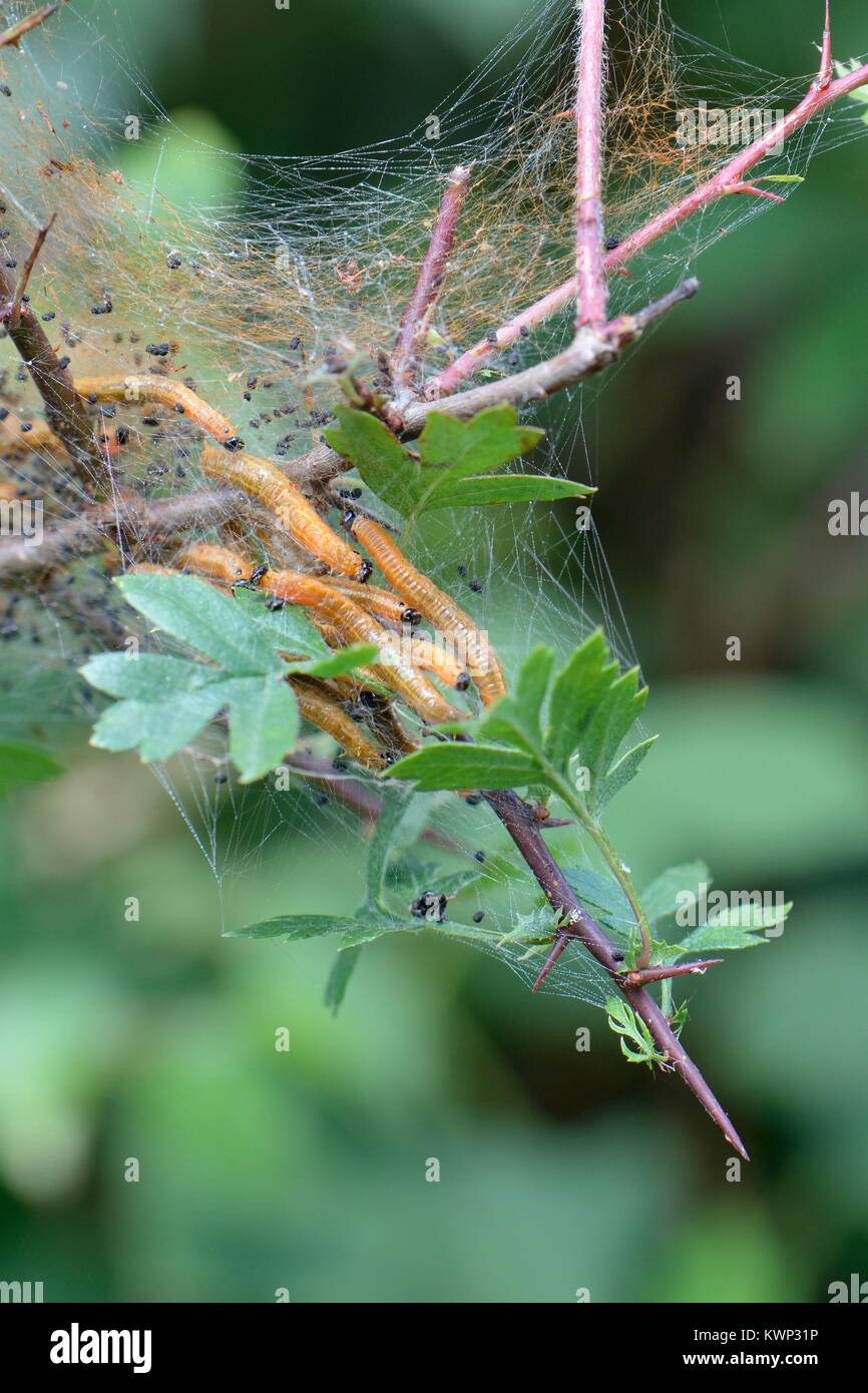 Gruppe von Sozialen Birne sawfly (Neurotoma saltuum) Larven die Fütterung innerhalb von Seide Zelt auf weißdornblätter (Crateagus moschata) in einem Waldgebiet fahren, UK. Stockfoto