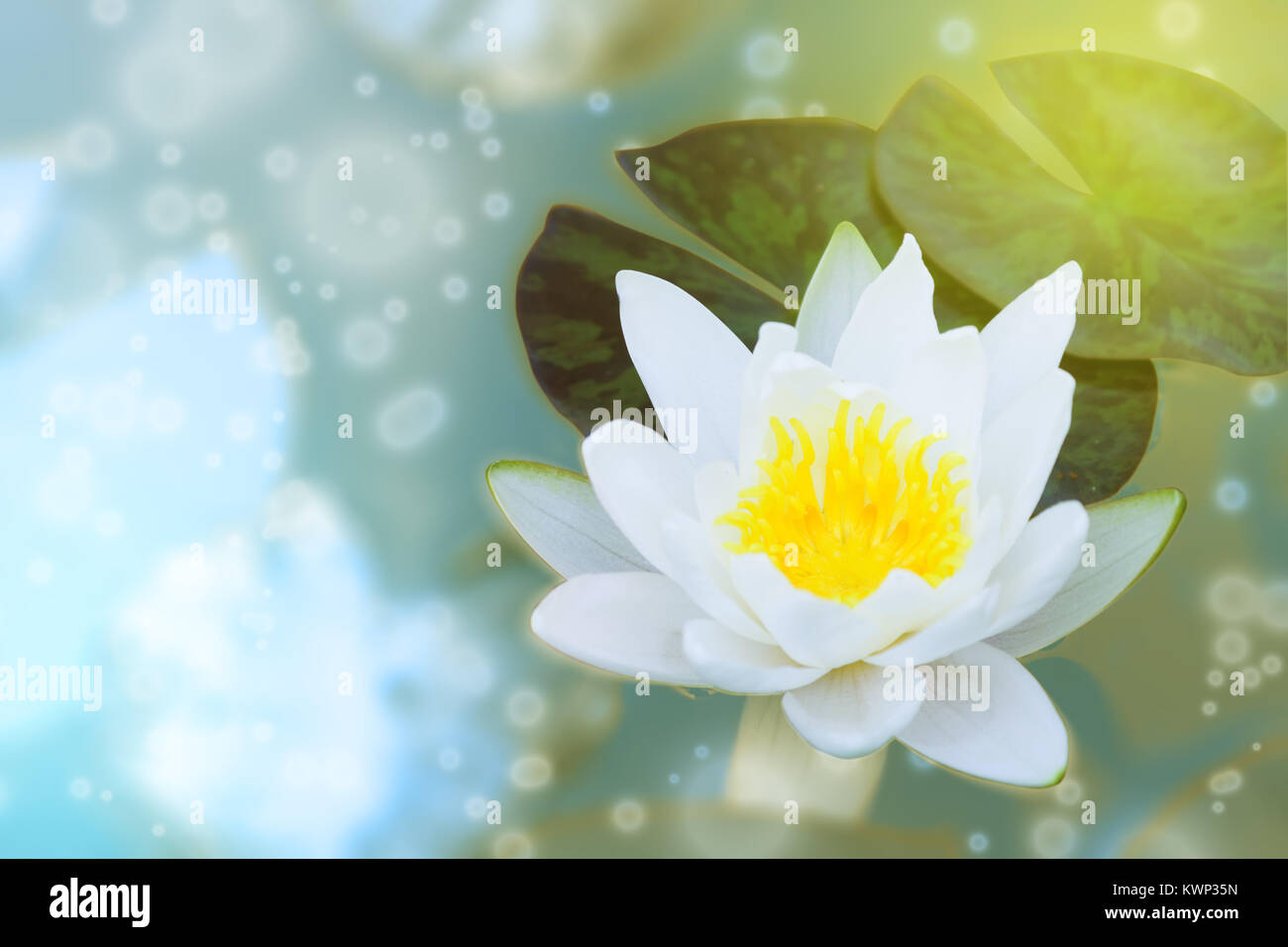 Blume von einem weißen Seerose auf einem farbigen Hintergrund. Getönten Foto. Gespeicherten Pfad Stockfoto