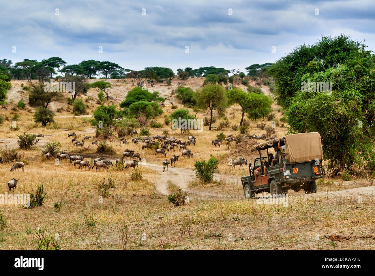 Blue Wildebeest und Safari Auto im Tal der Tarangire Nationalpark, Tansania, Afrika Stockfoto