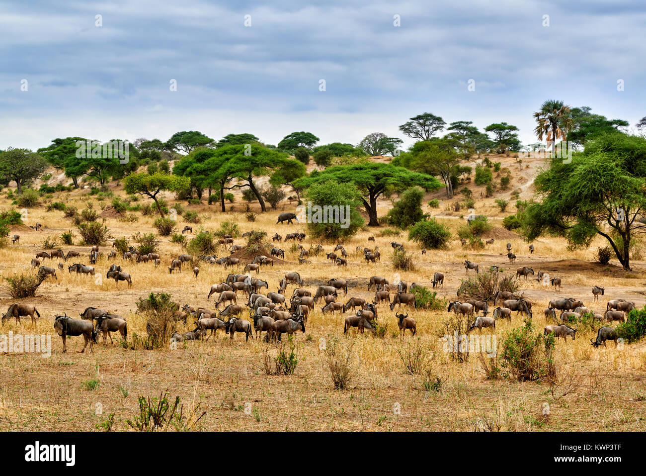 Blue Wildebeest auf Tal der Tarangire Nationalpark, Tansania, Afrika Stockfoto
