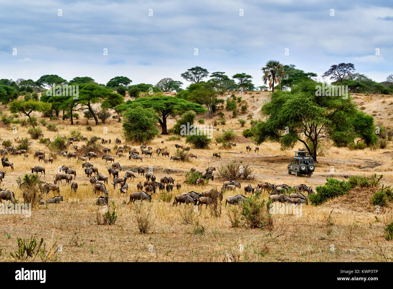 Blue Wildebeest und Safari Auto auf Tal der Tarangire Nationalpark, Tansania, Afrika Stockfoto