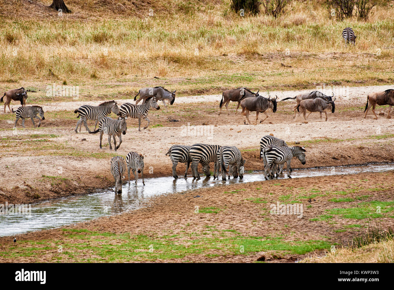 Zebras und Gnus am Fluss im Tarangire Nationalpark, Tansania, Afrika Stockfoto