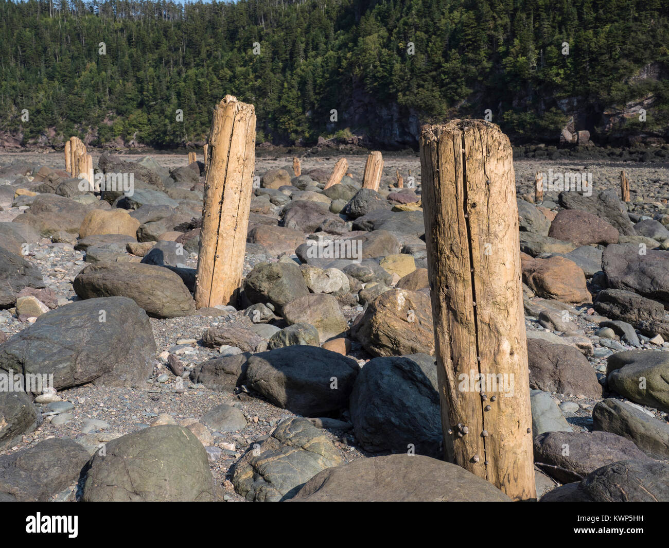 Bleibt der Pfähle in Punkt Wolfe Strand, Fundy National Park, Bucht von Fundy, New Brunswick, Kanada. Stockfoto