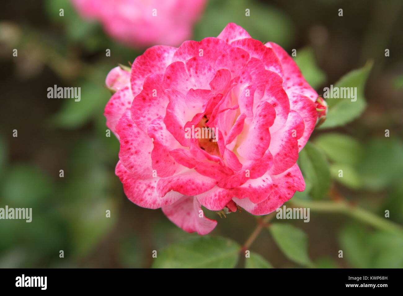 Rosa Rose mit zwei Farben Stockfoto