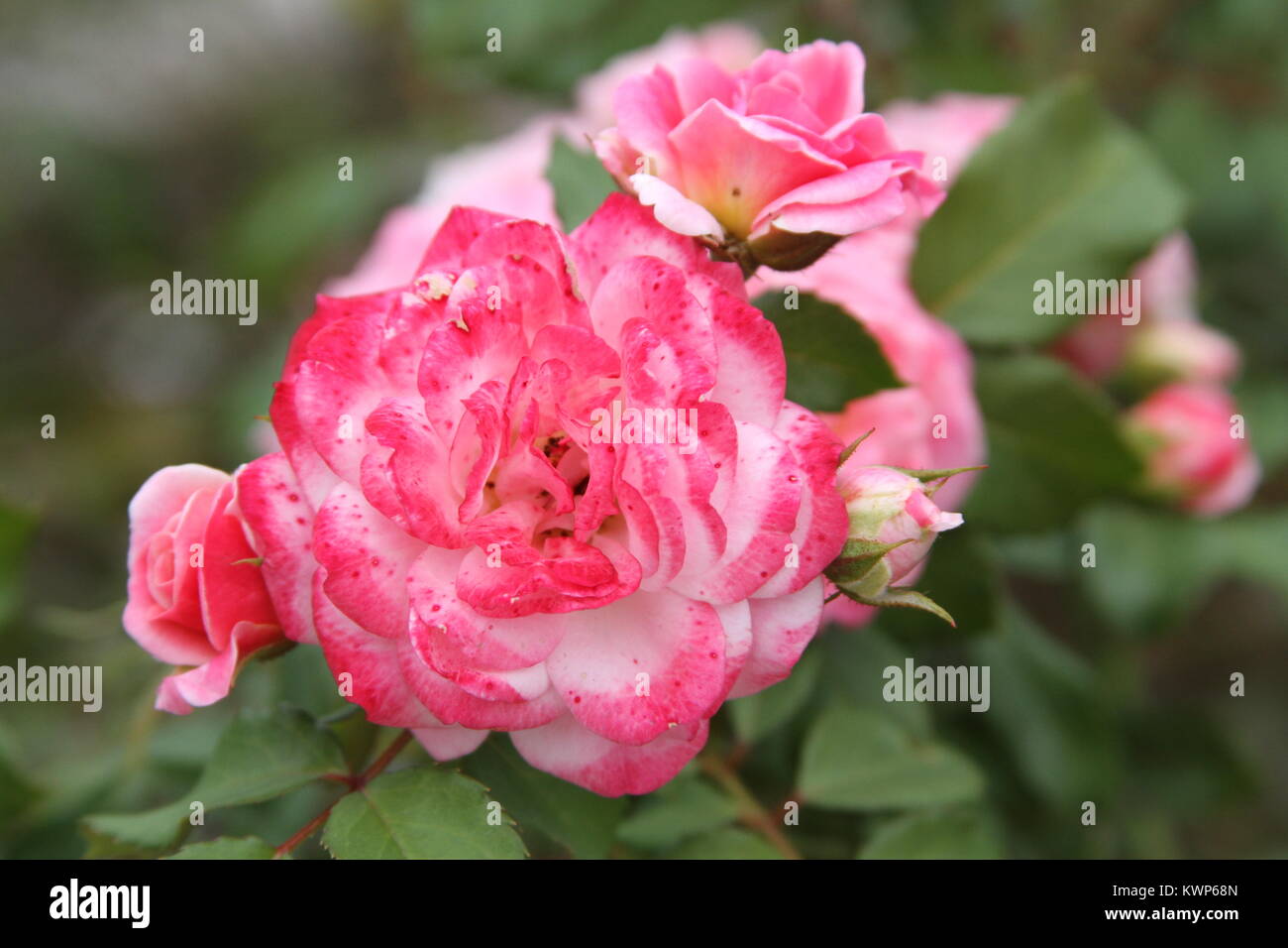 Rosa Rosen mit Knospen in unterschiedlichen Stadien der Blüte Stockfoto