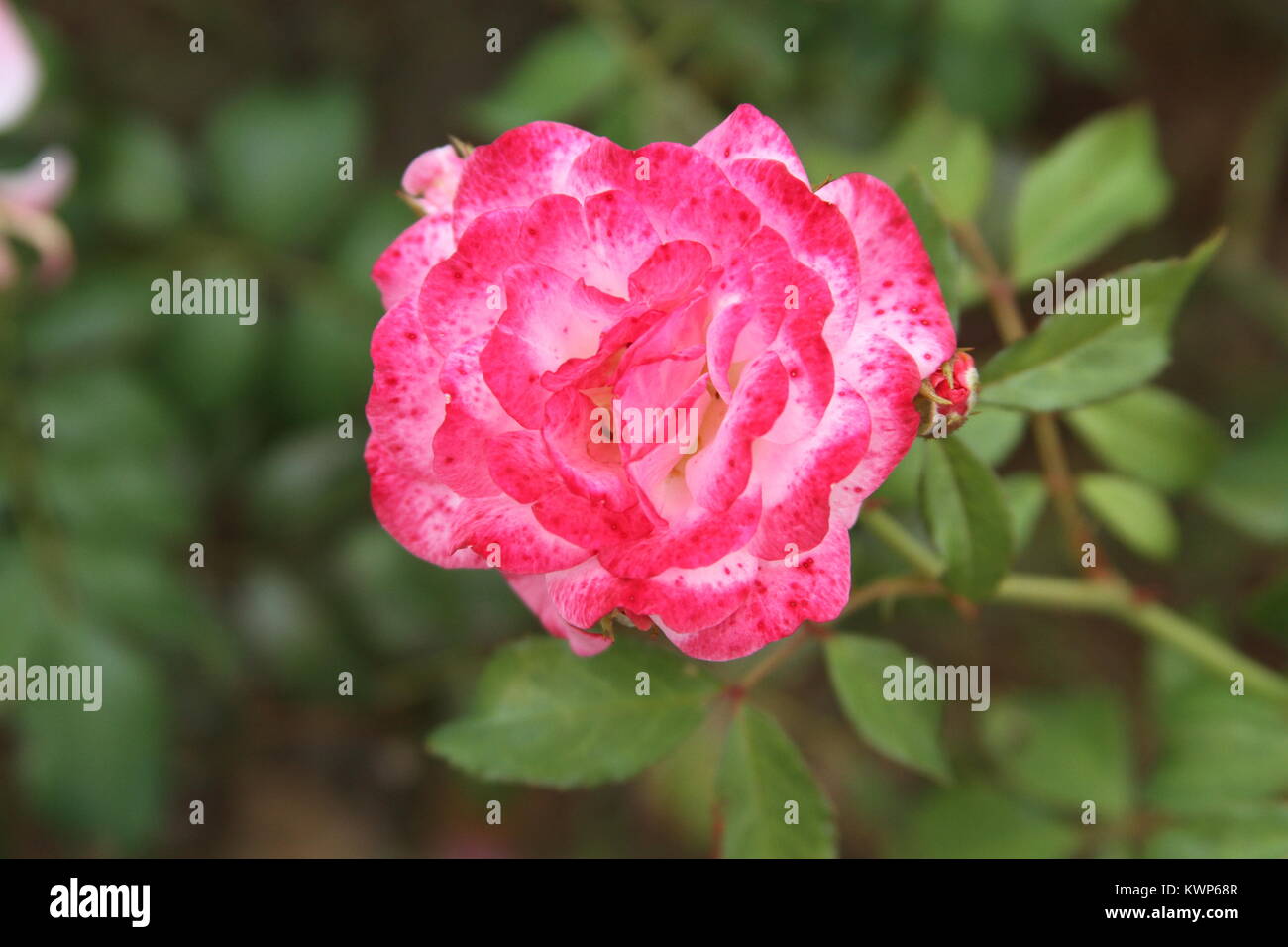 Rosa Rose, zwei Farben Stockfoto