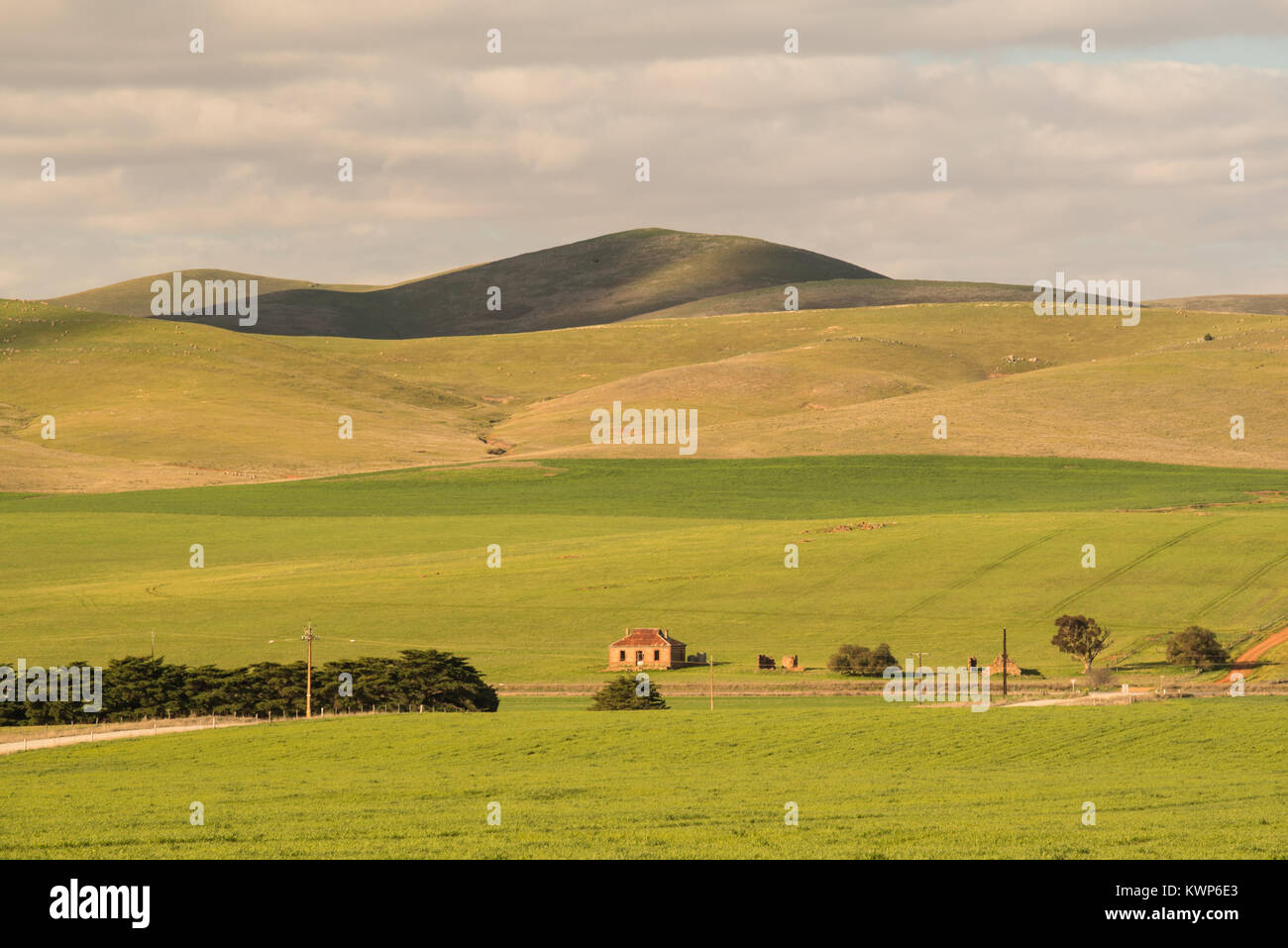 Grüne Felder umgeben die Mitternacht Öl Haus im mittleren Norden von South Australia. Stockfoto