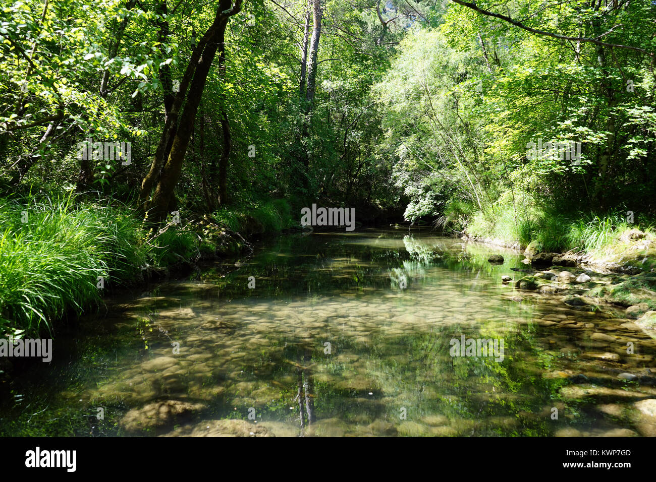 Wald in der Nähe von Fluss Caramy Tourves, Frankreich Stockfoto