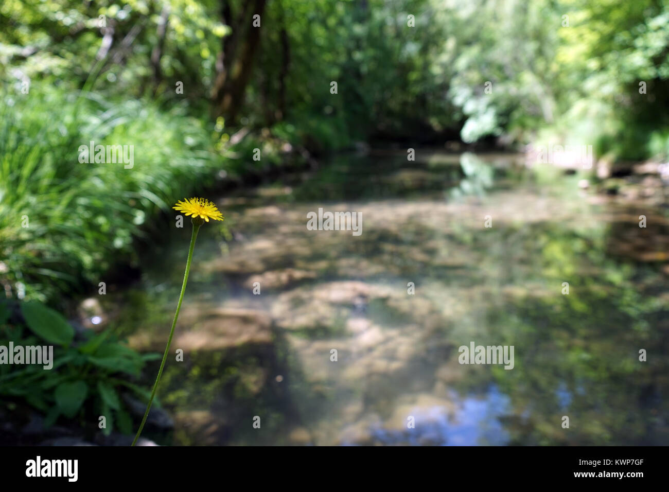 Ein Löwenzahn Blume und Wald Fluss auf Hintergrund Stockfoto
