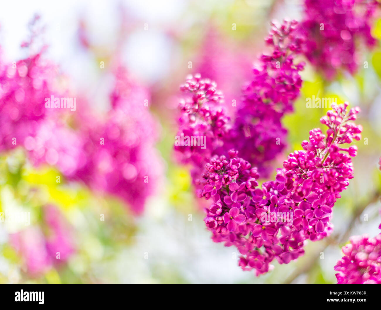 Hell blühenden Zweig der Flieder. Abstrakt floral background. Selektiver Fokus Stockfoto