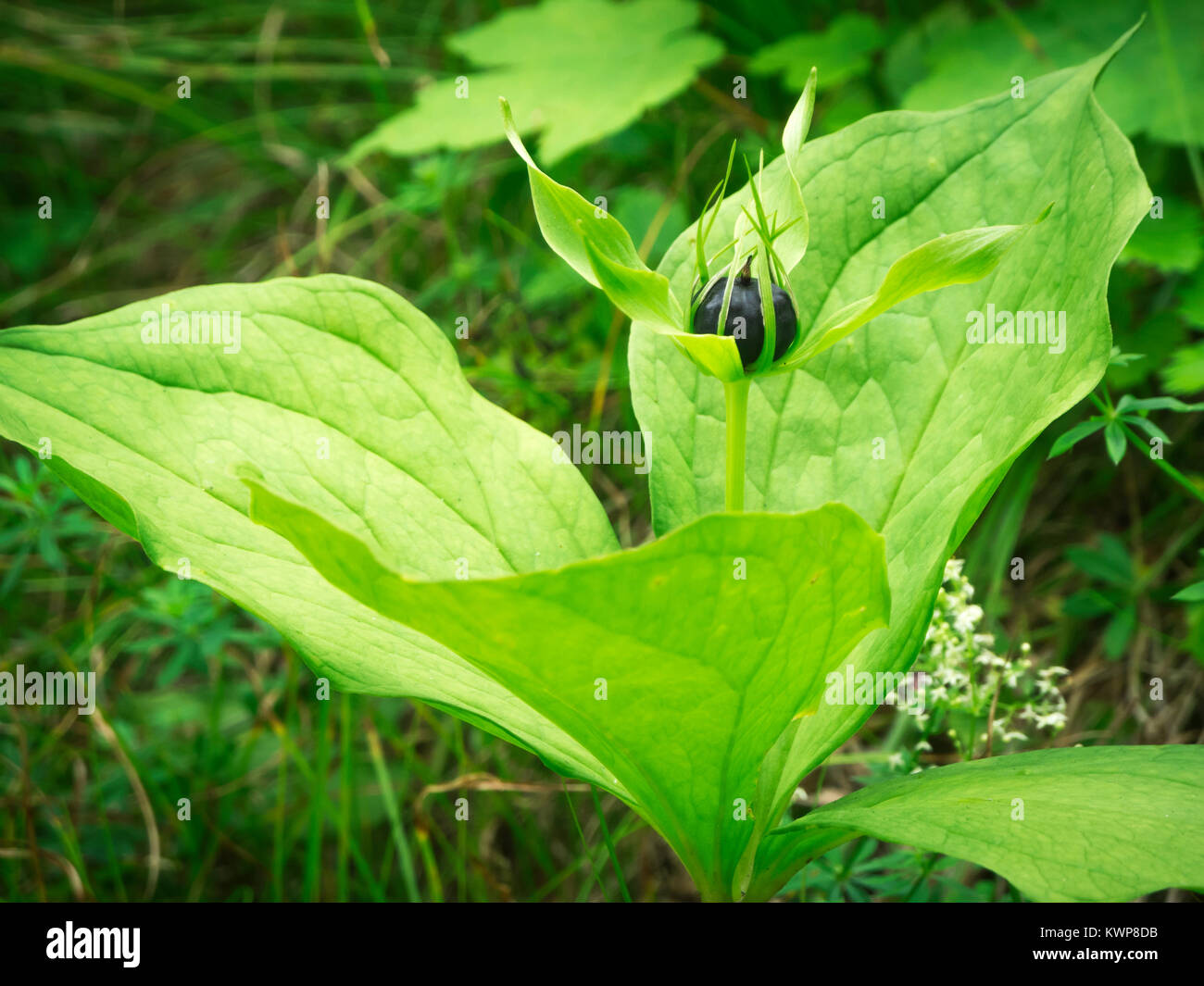 Nahaufnahme eines vierblättrigen Einhorn (lat.: Paris quadrifolia) vor dem grünen Hintergrund. Ort: Allgäu/Bayern anno 2016 Stockfoto