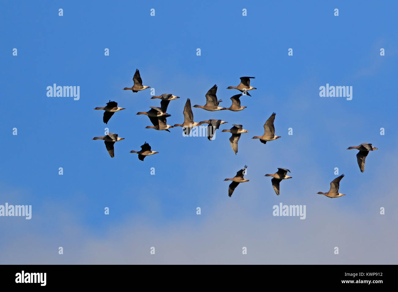 Skeen von Pink Gänse im Flug in Lancashire, Großbritannien Stockfoto