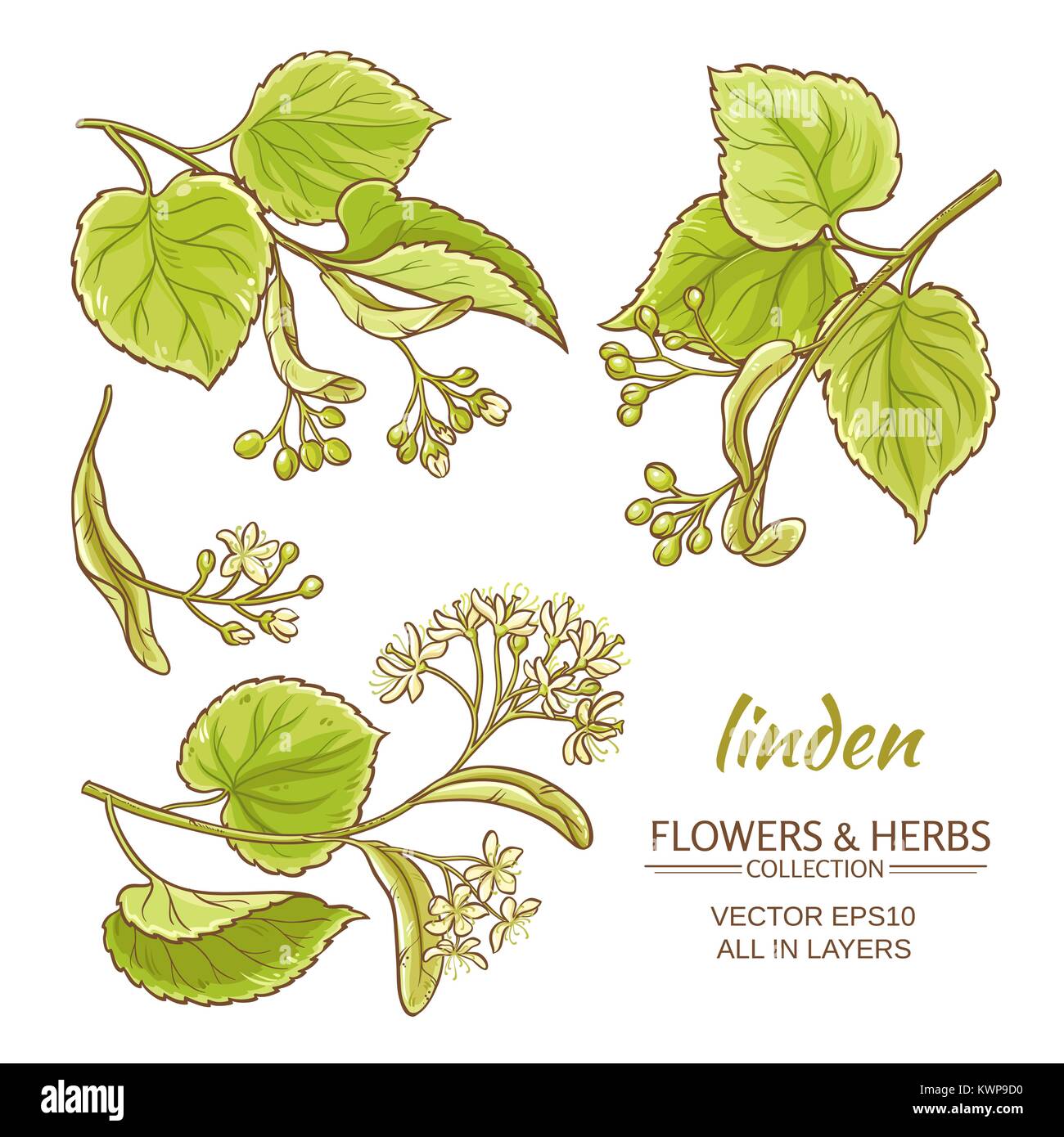 Linden Zweige Vektor auf weißem Hintergrund Stock Vektor