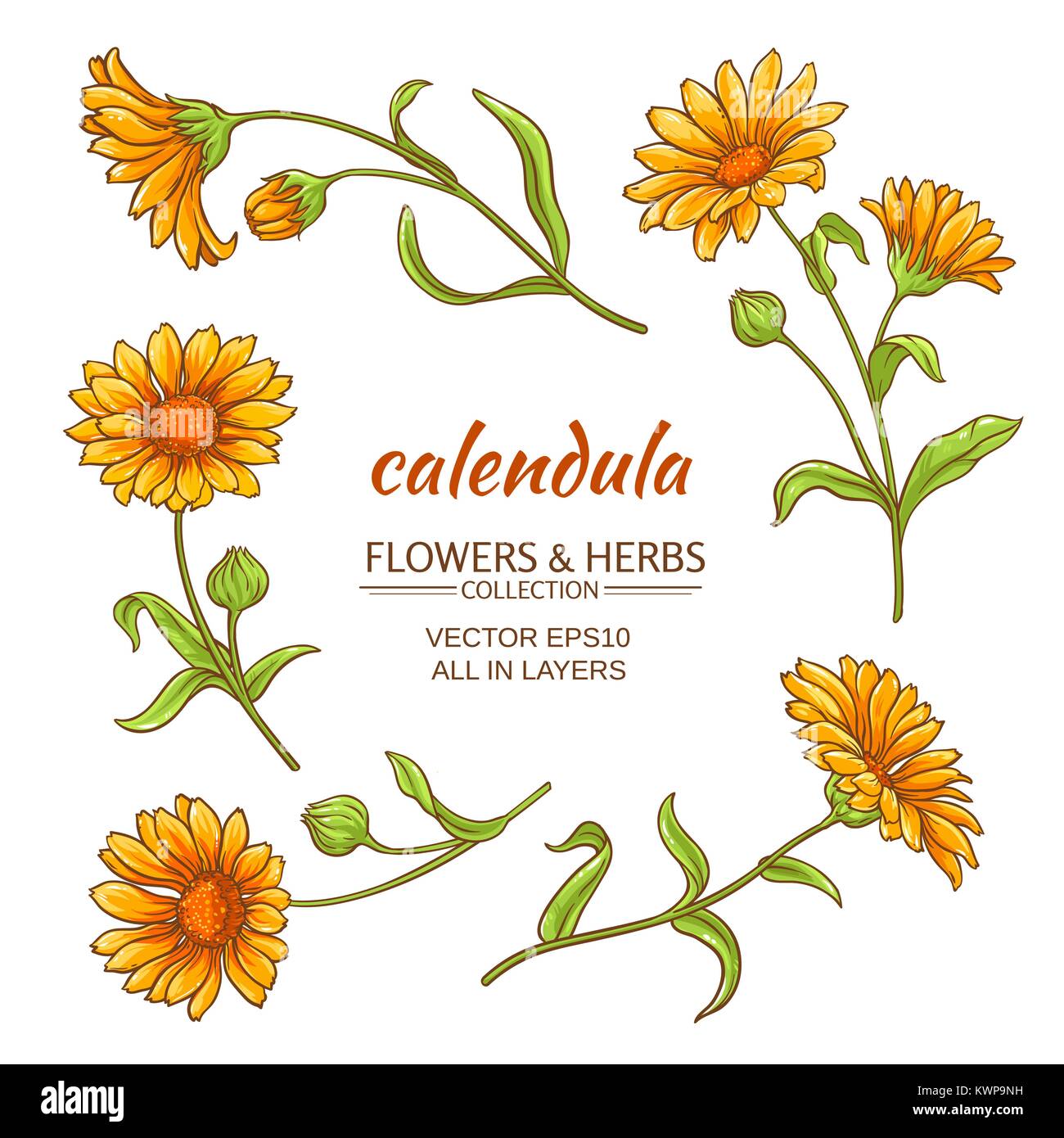 Ringelblume blumen Vektor auf weißem Hintergrund Stock Vektor