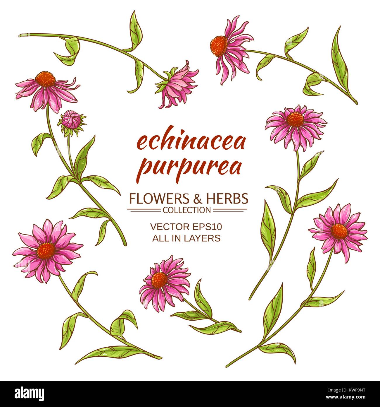 Echinacea purpurea Vektor auf weißem Hintergrund Stock Vektor