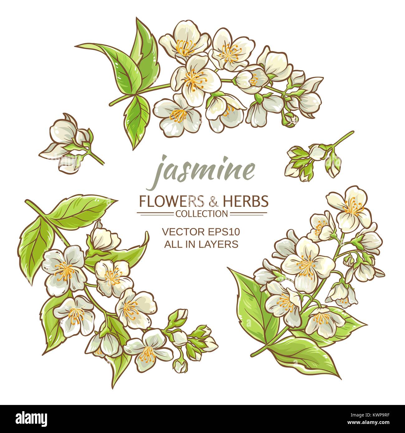 Jasmin Blumen auf weißem Hintergrund Stock Vektor