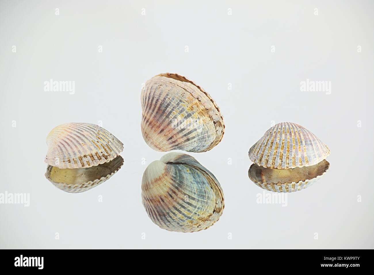 Lagune cocle, Cerastoderma glaucum, eine gemeinsame Saltwater clam, von der Ostsee Stockfoto