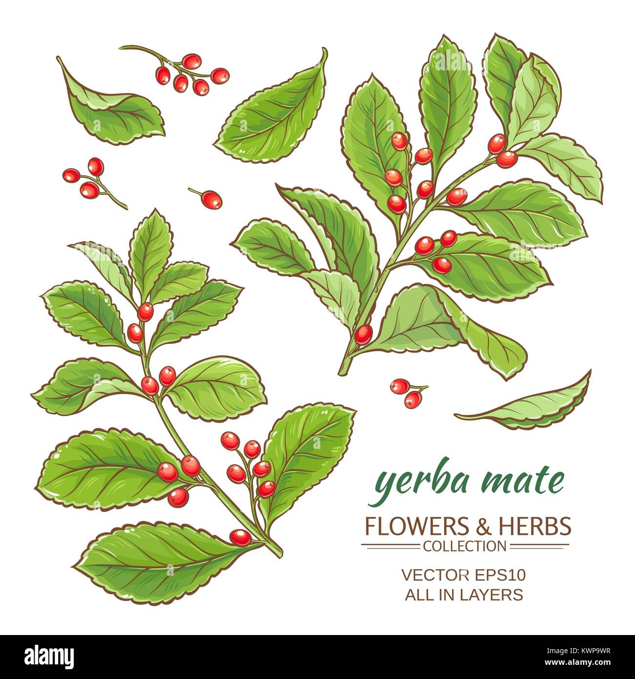 Vector Illustration mit Yerba mate auf weißem Hintergrund Stock Vektor