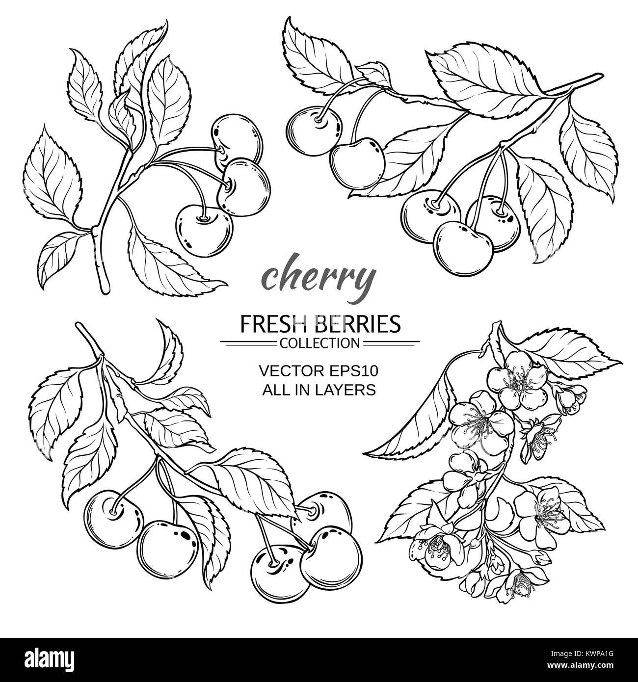 Cherry Blumen und Beeren Vektor auf weißem Hintergrund Stock Vektor