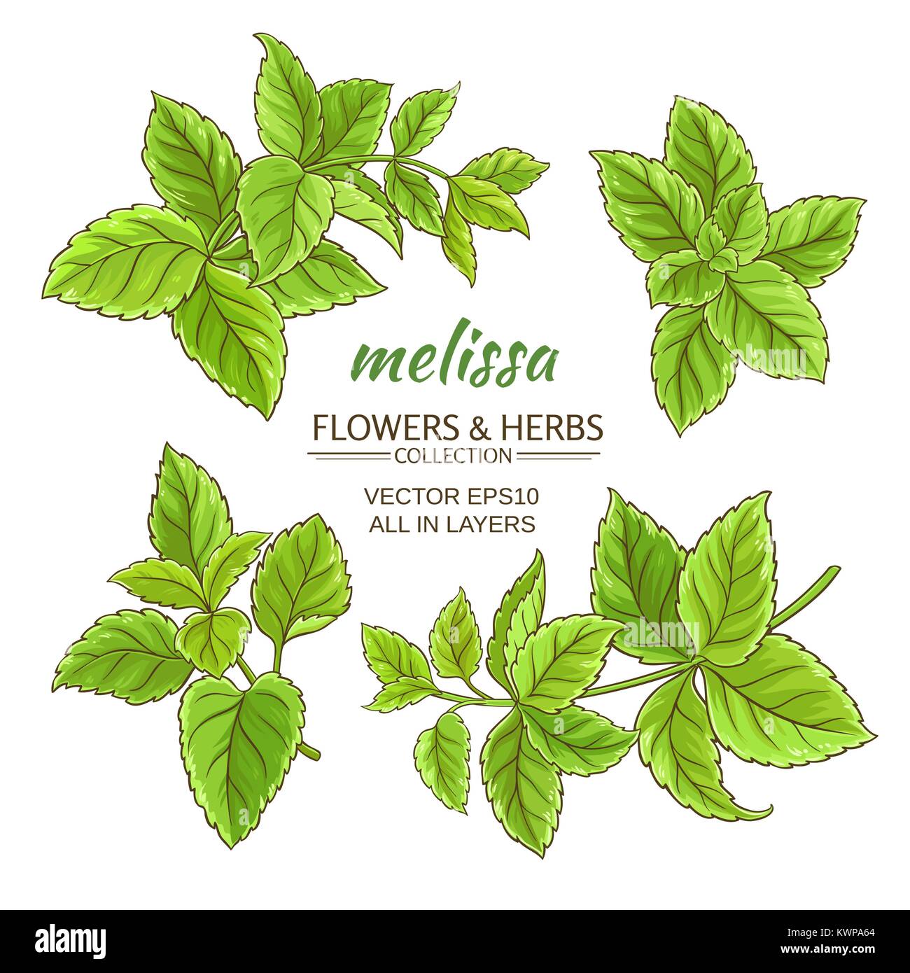 Melissa kraut Vektor auf weißem Hintergrund Stock Vektor