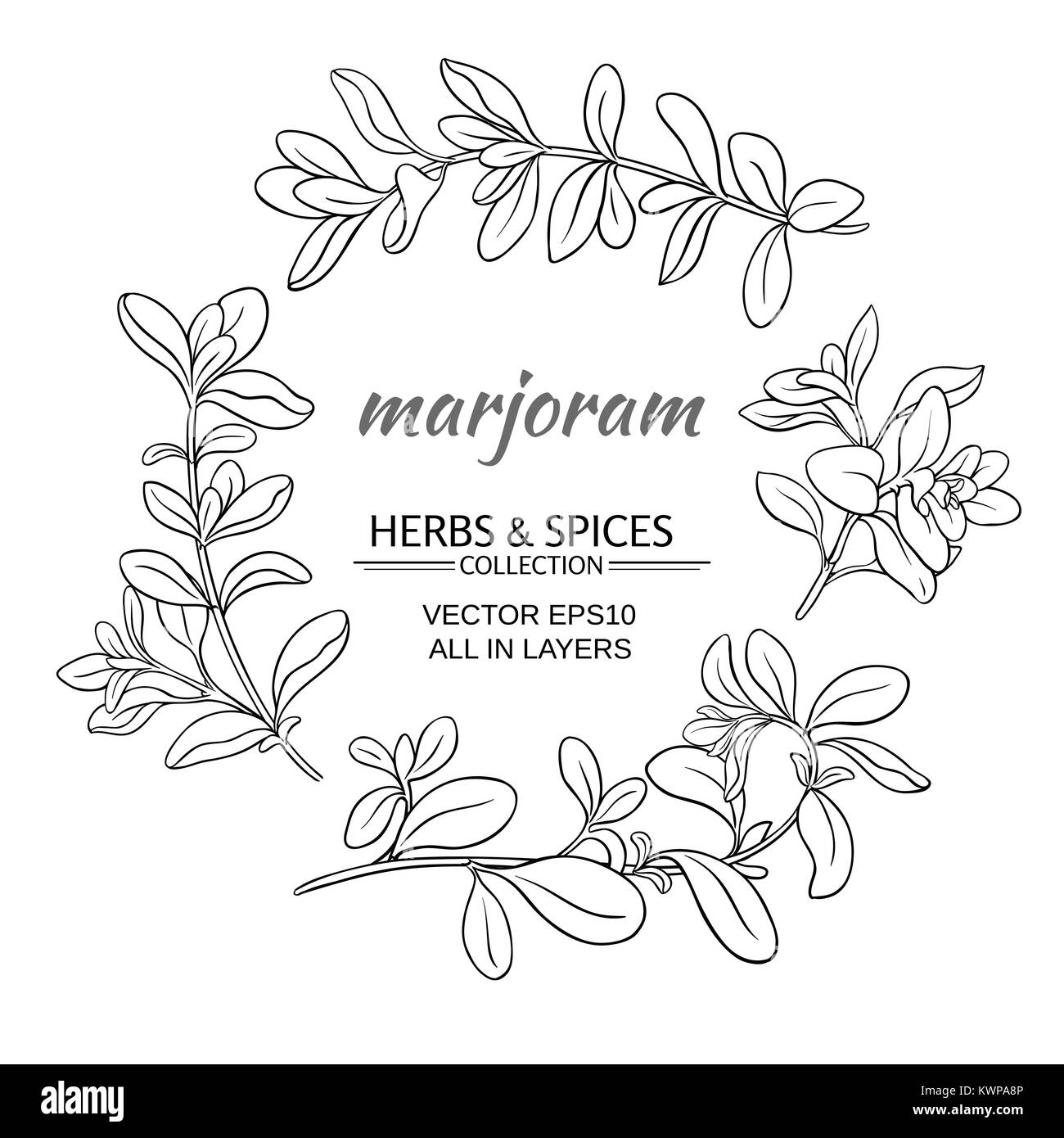 Majoran kraut Vektor auf weißem Hintergrund Stock Vektor