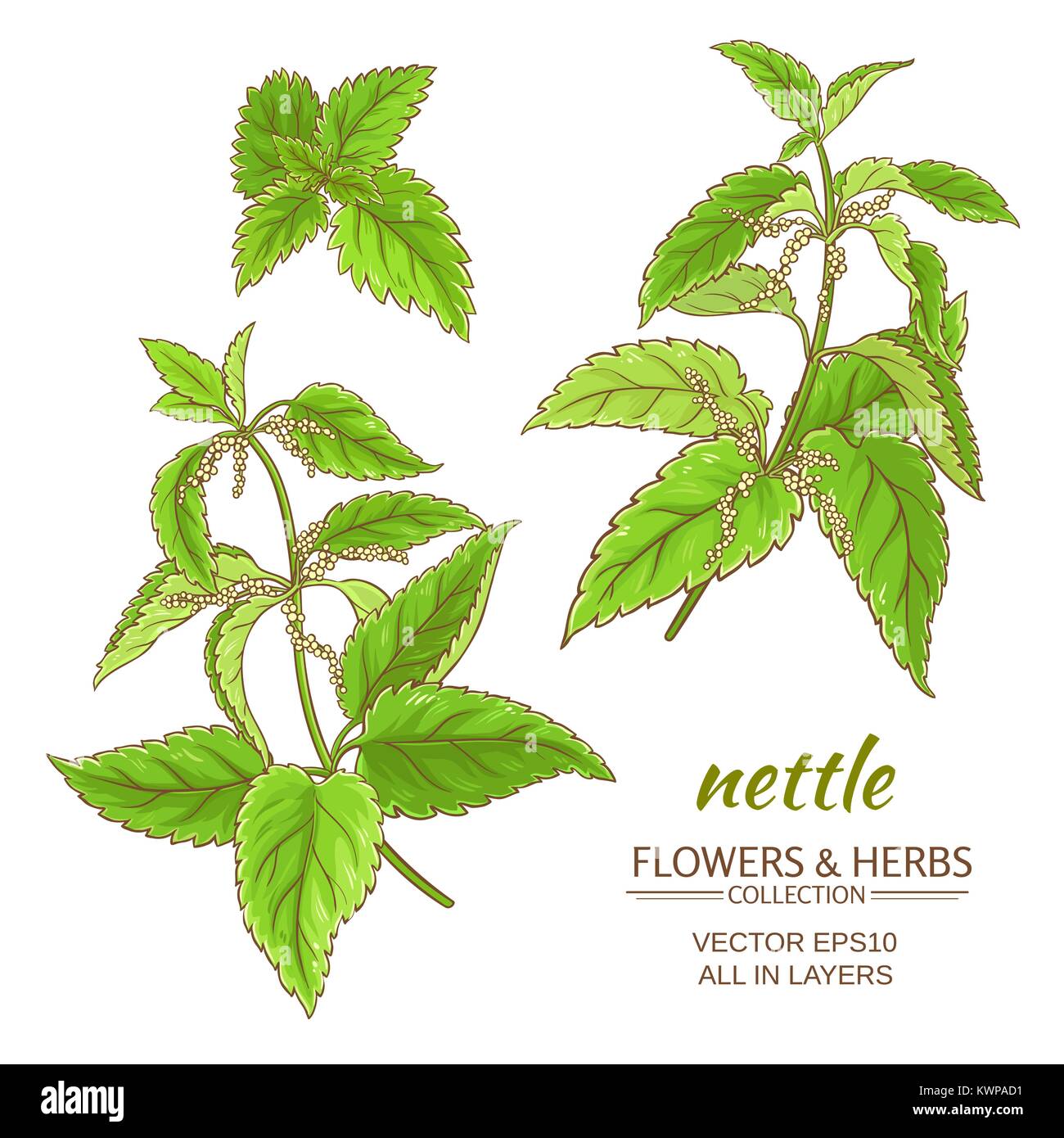 Brennnessel pflanze Vektor auf weißem Hintergrund Stock Vektor