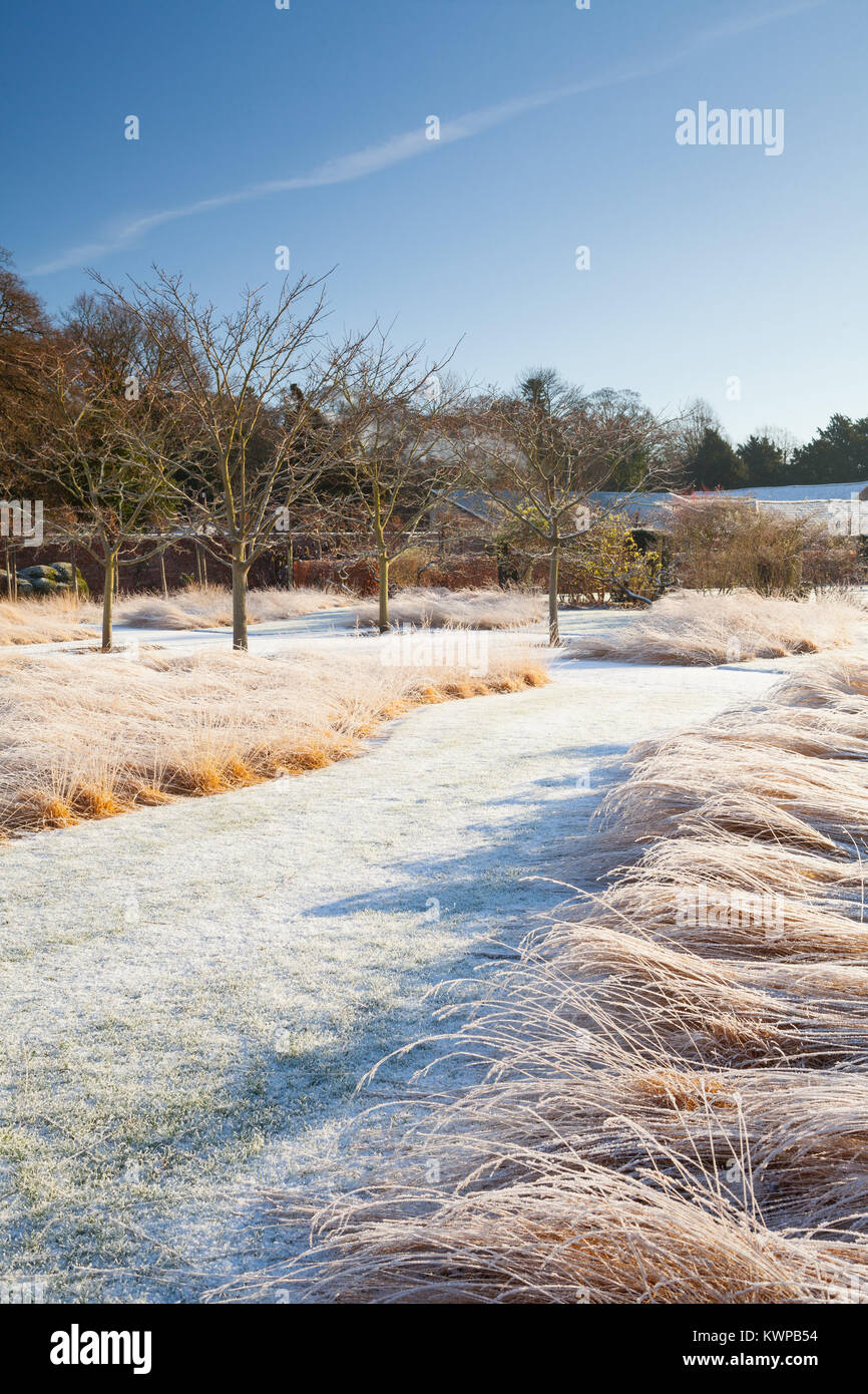 Scampston ummauerten Garten, North Yorkshire, UK. Winter, Dezember 2017. Ein vier Hektar großen zeitgenössischen Garten entworfen von Piet Oudolf. Stockfoto